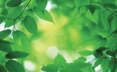 Commercial Landscaping